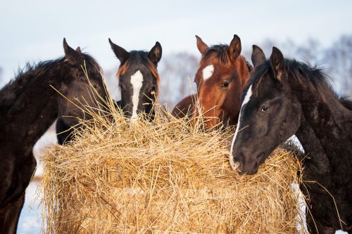 Four young horses eating hay outdoors